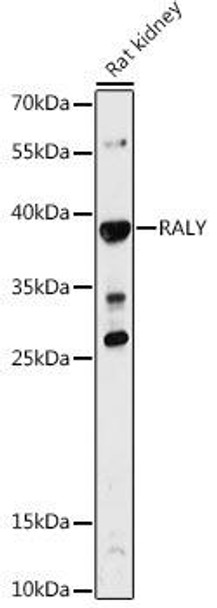 Anti-RALY Antibody CAB11814