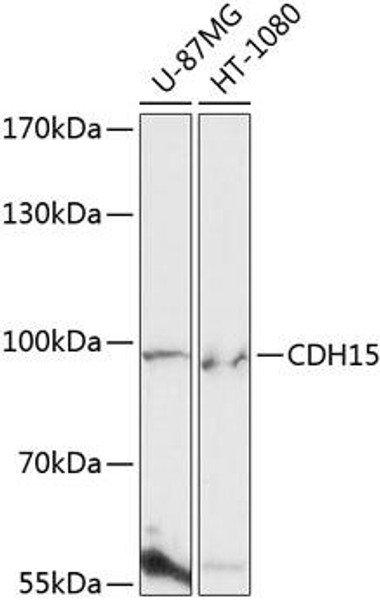 Anti-CDH15 Antibody CAB13795