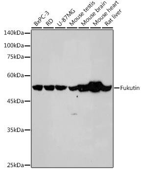 Anti-Fukutin Antibody CAB1385