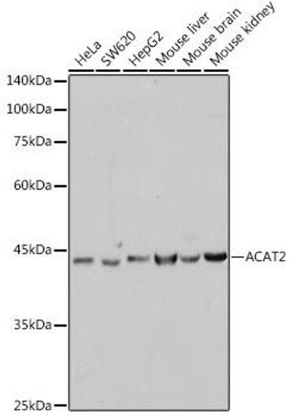 Anti-ACAT2 Antibody CAB1399