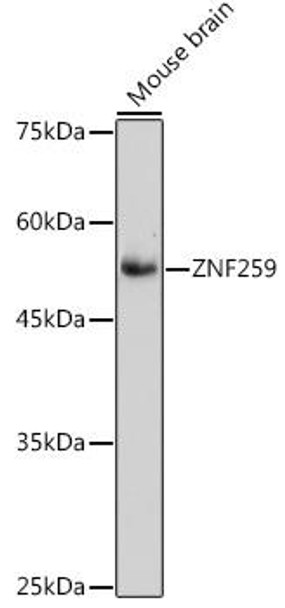 Anti-ZNF259 Antibody CAB1487