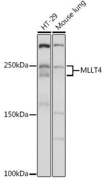 Anti-MLLT4 Antibody CAB18865