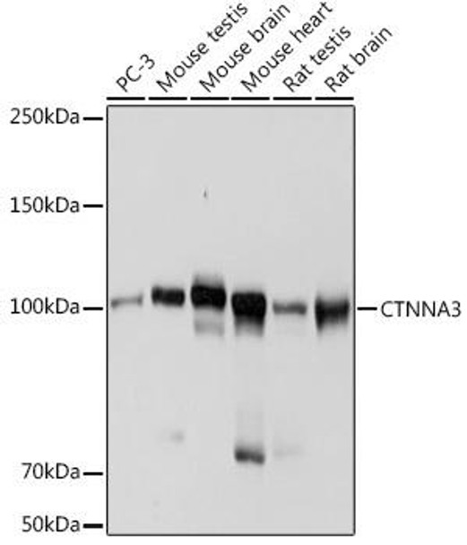 Anti-CTNNA3 Antibody CAB19282