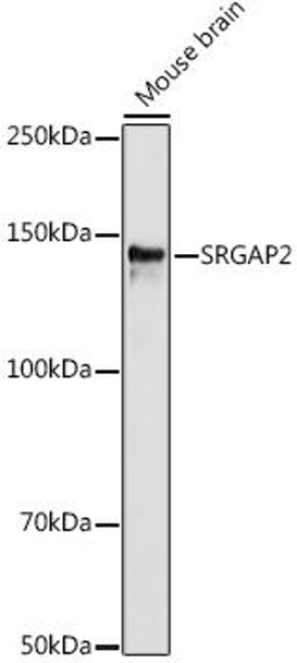 Anti-SRGAP2 Antibody CAB19512