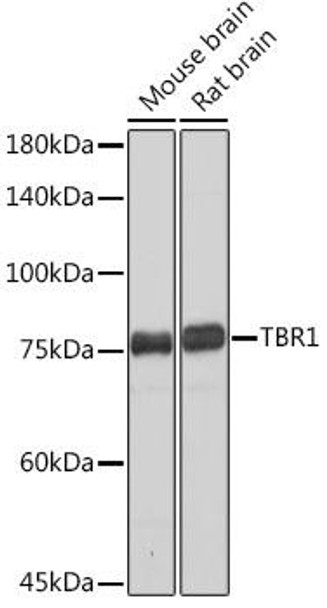 Anti-TBR1 Antibody CAB19550