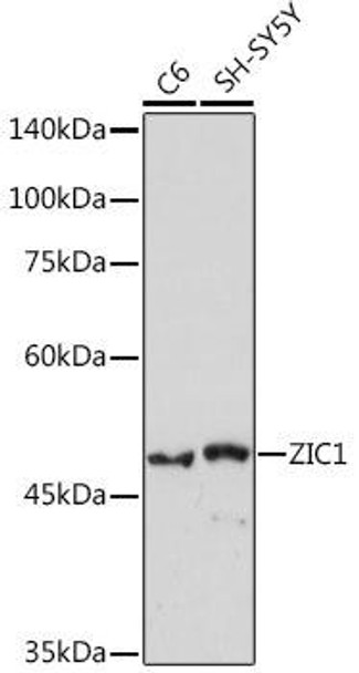 Anti-ZIC1 Antibody CAB19558