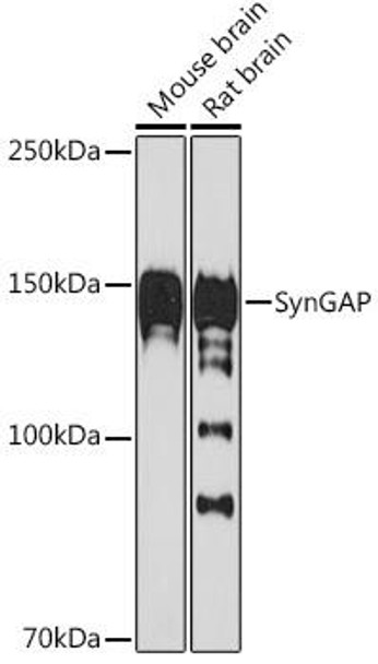 Anti-SynGAP Antibody CAB19581