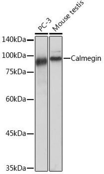 Anti-Calmegin Antibody CAB19643