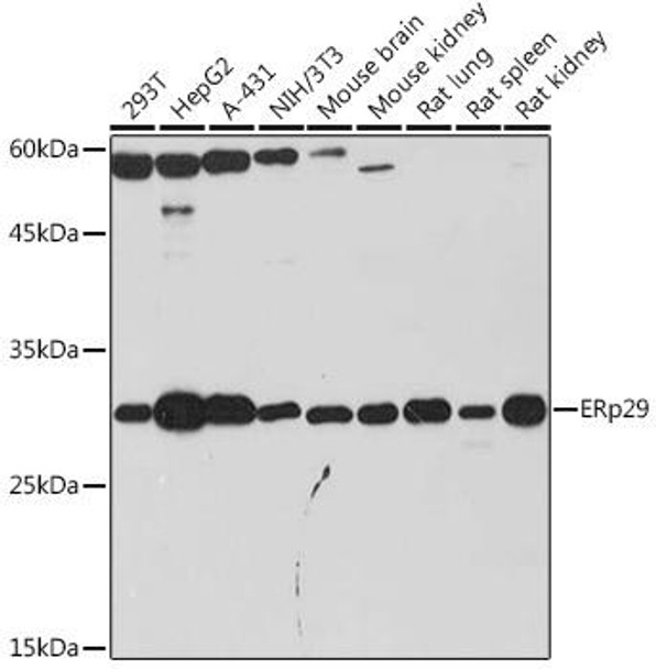 Anti-ERp29 Antibody CAB19771