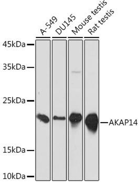 Anti-AKAP14 Antibody CAB19818