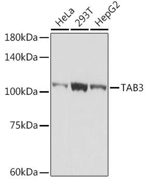 Anti-TAB3 Antibody CAB19824
