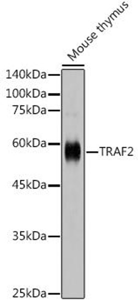 Anti-TRAF2 Antibody CAB20143