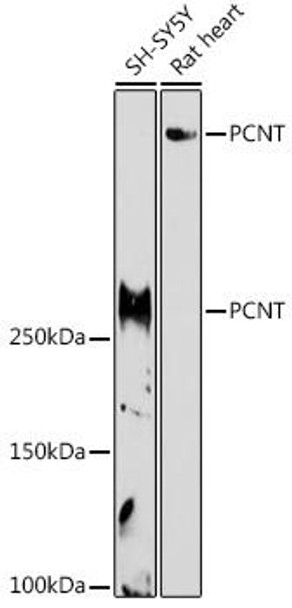 Anti-PCNT Antibody CAB20161