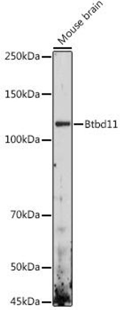 Anti-Btbd11 Antibody CAB20192