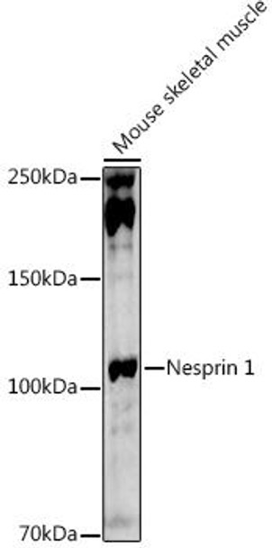 Anti-Nesprin 1 Antibody CAB20256