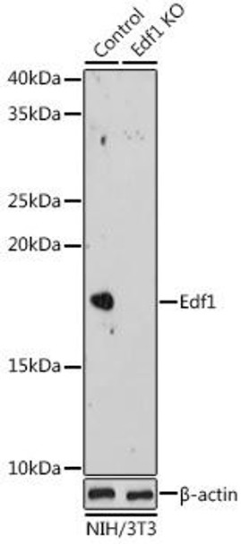 Anti-Edf1 KO Validated Antibody CAB20274