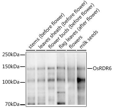 Anti-OsRDR6 Antibody CAB20319