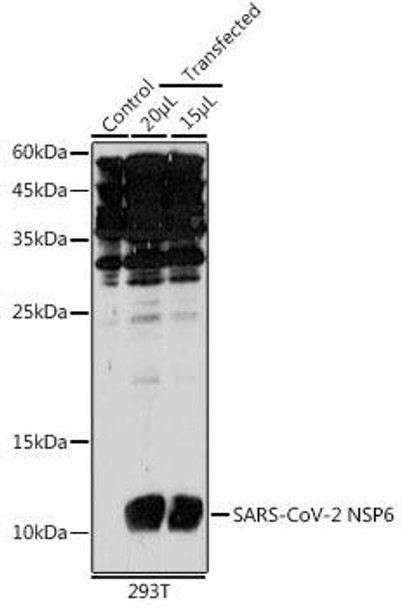 Anti-SARS-CoV-2 NSP6 Antibody CAB20322