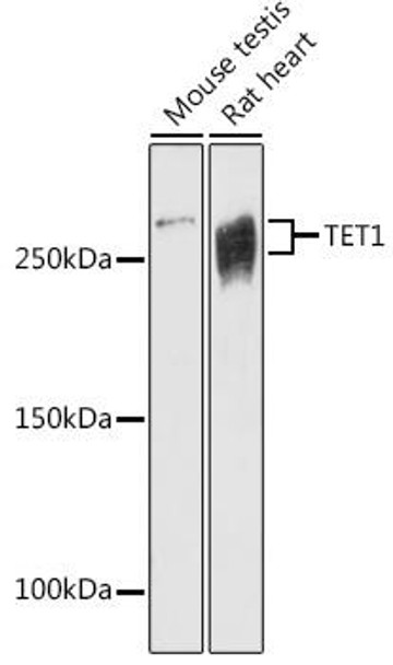 Anti-TET1 Antibody CAB20427
