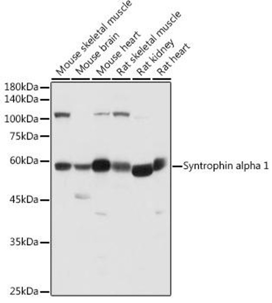 Anti-Syntrophin alpha 1 Antibody CAB20460