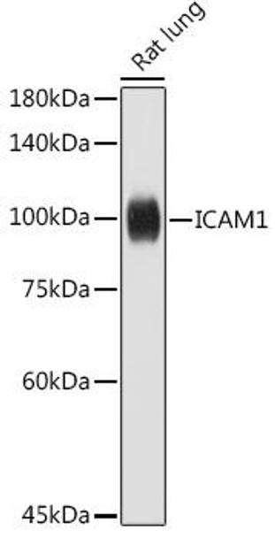 Anti-ICAM1 Antibody CAB20472