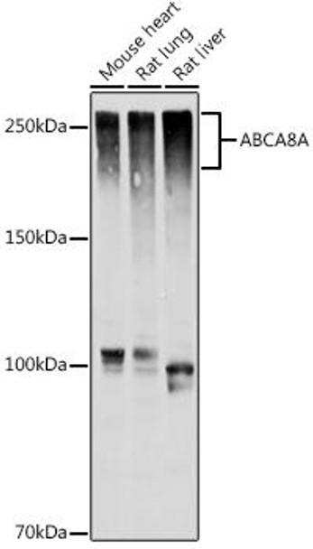 Anti-ABCA8A Antibody CAB20496