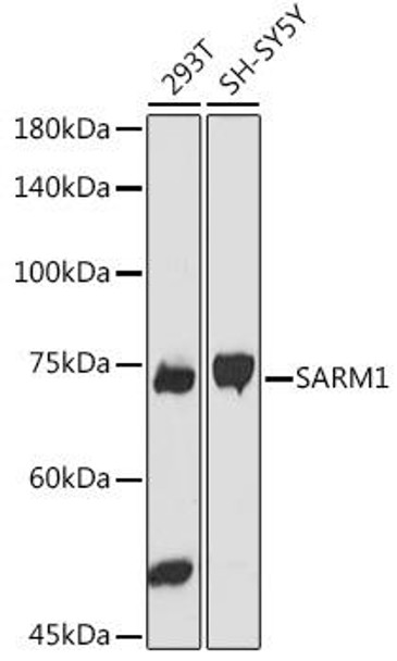 Anti-SARM1 Antibody CAB20556