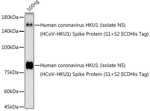 Anti-HCoV-HKU1 Spike S2 Antibody CAB20614