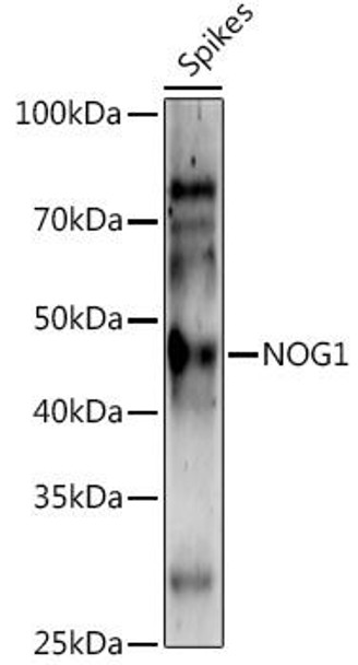 Anti-NOG1 Antibody CAB20622