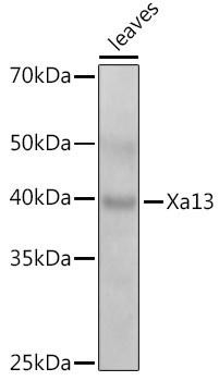 Anti-Xa13 Antibody CAB20630