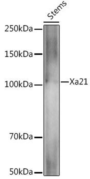 Anti-Xa21 Antibody CAB20643
