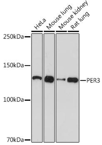 Anti-PER3 Antibody CAB2219