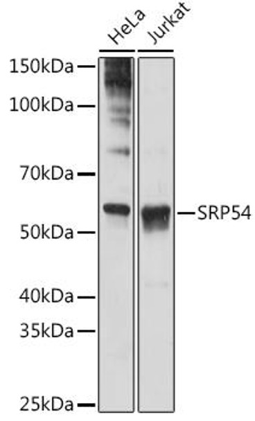 Anti-SRP54 Antibody CAB2296