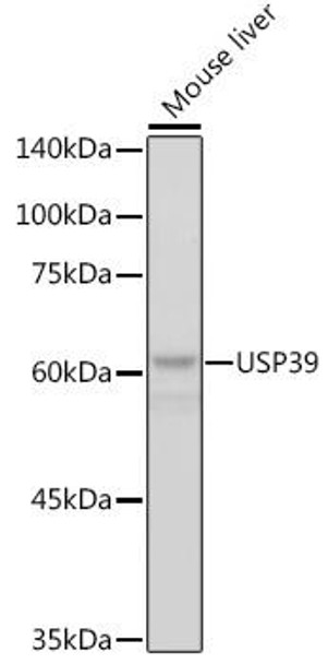 Anti-USP39 Antibody CAB2389