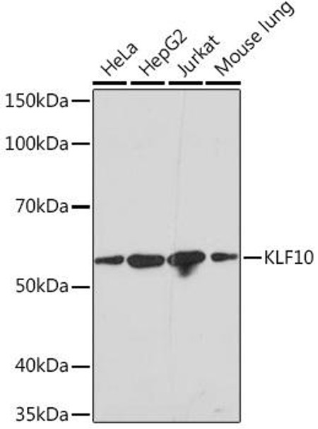 Anti-KLF10 Antibody CAB2433