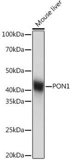 Anti-PON1 Antibody CAB3441