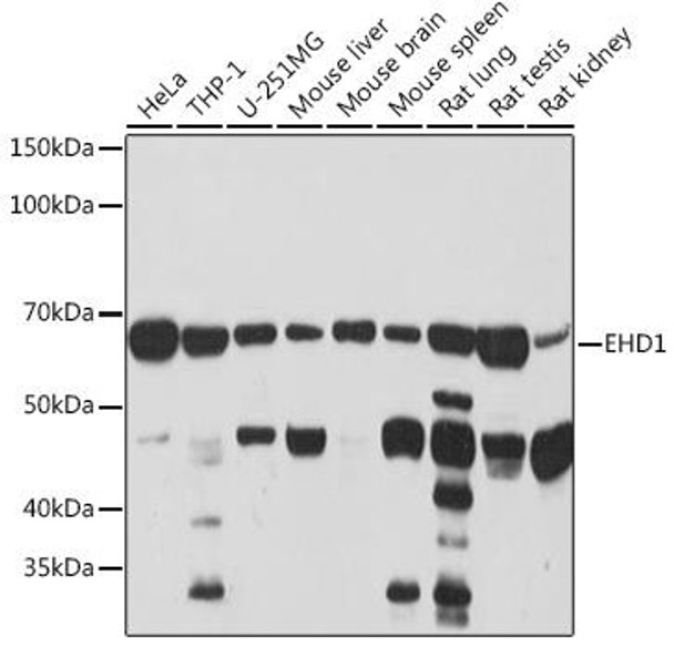 Anti-EHD1 Antibody CAB3496