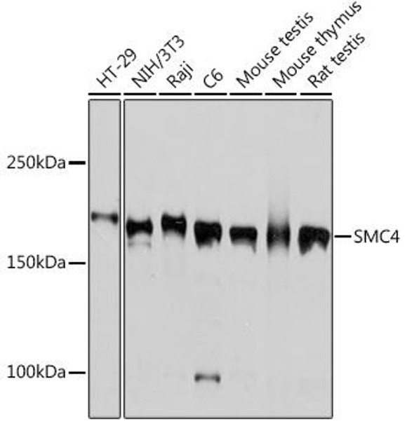 Anti-SMC4 Antibody CAB3559