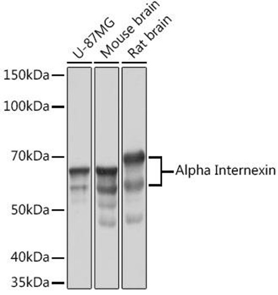 Anti-Alpha Internexin Antibody CAB3596