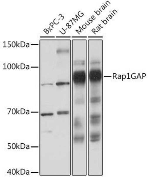 Anti-Rap1GAP Antibody CAB3621