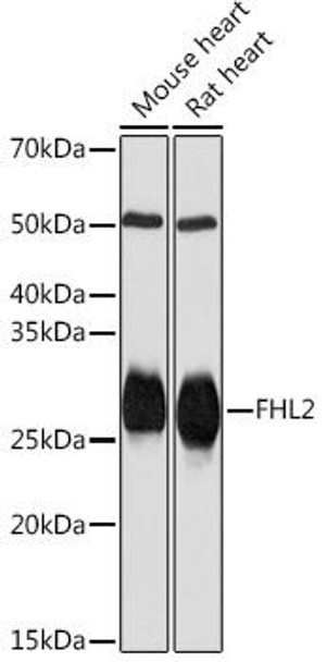 Anti-FHL2 Antibody CAB3670