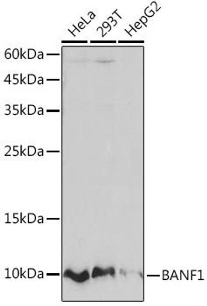 Anti-BANF1 Antibody CAB3726