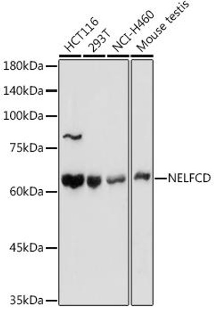 Anti-NELFCD Antibody CAB4741