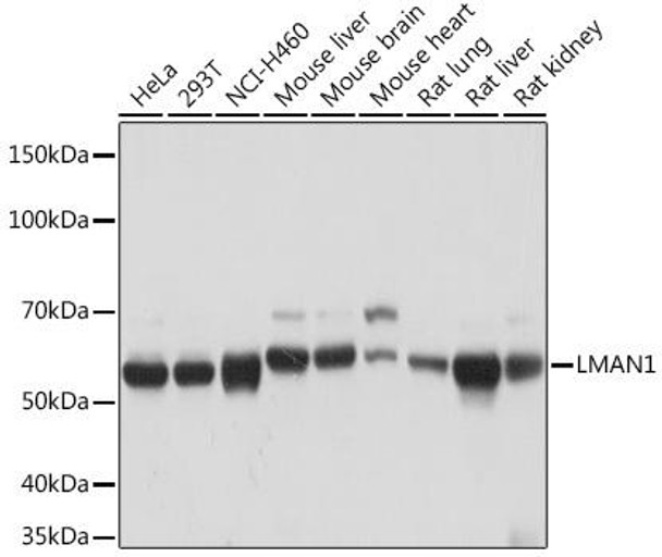 Anti-LMAN1 Antibody CAB4941