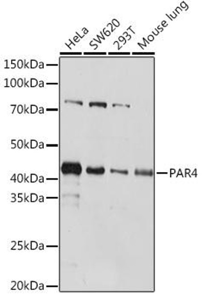 Anti-PAR4 Antibody CAB4983