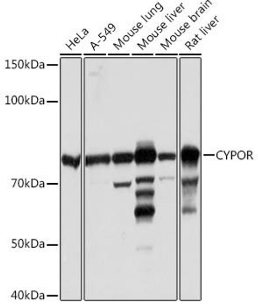 Anti-CYPOR Antibody CAB5032