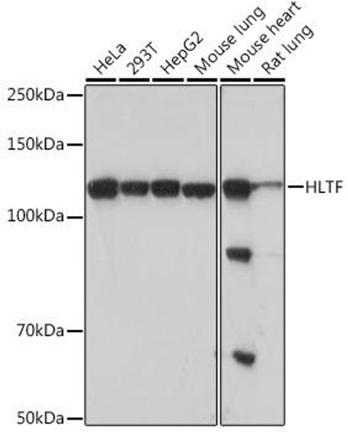 Anti-HLTF Antibody CAB5068