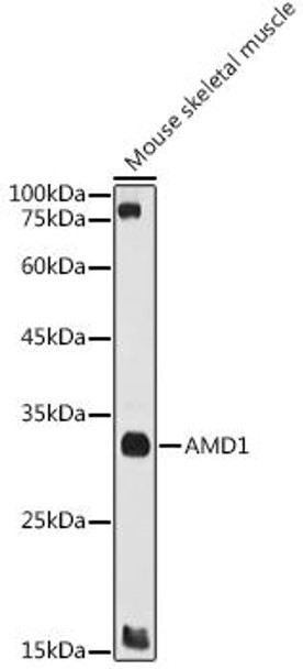 Anti-AMD1 Antibody CAB8537