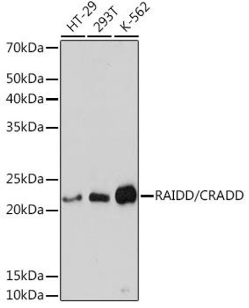 Anti-RAIDD/CRADD Antibody CAB8663