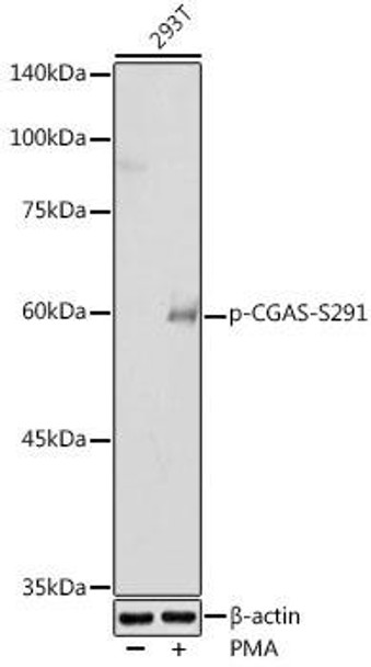 Anti-Phospho-CGAS-S291 Antibody CABP1176